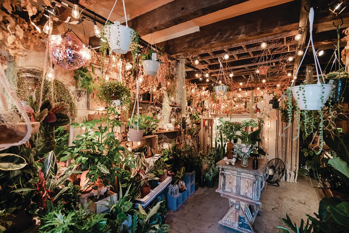 Best Places to Buy Indoor Plants Online (Trusted Shops)