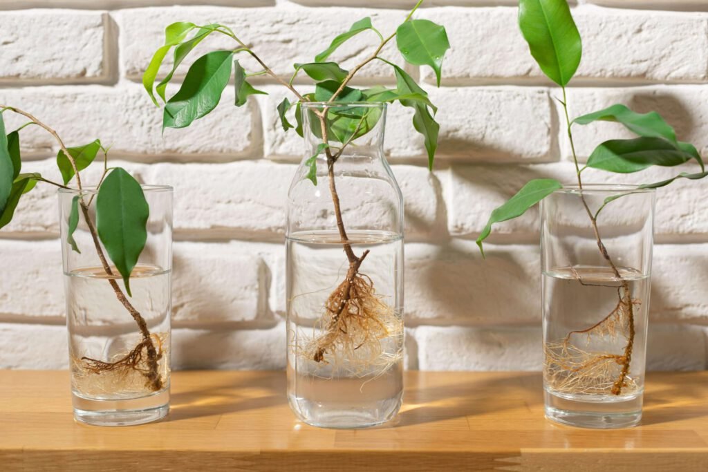 How to Propagate Plants Step by Step
