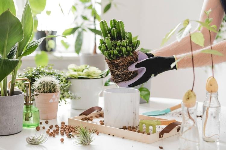 Plant Nurseries vs Online Stores: Pros and Cons