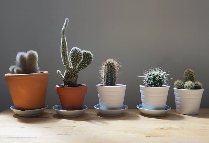 How to Choose the Right Plant Pot Size (Complete Guide)