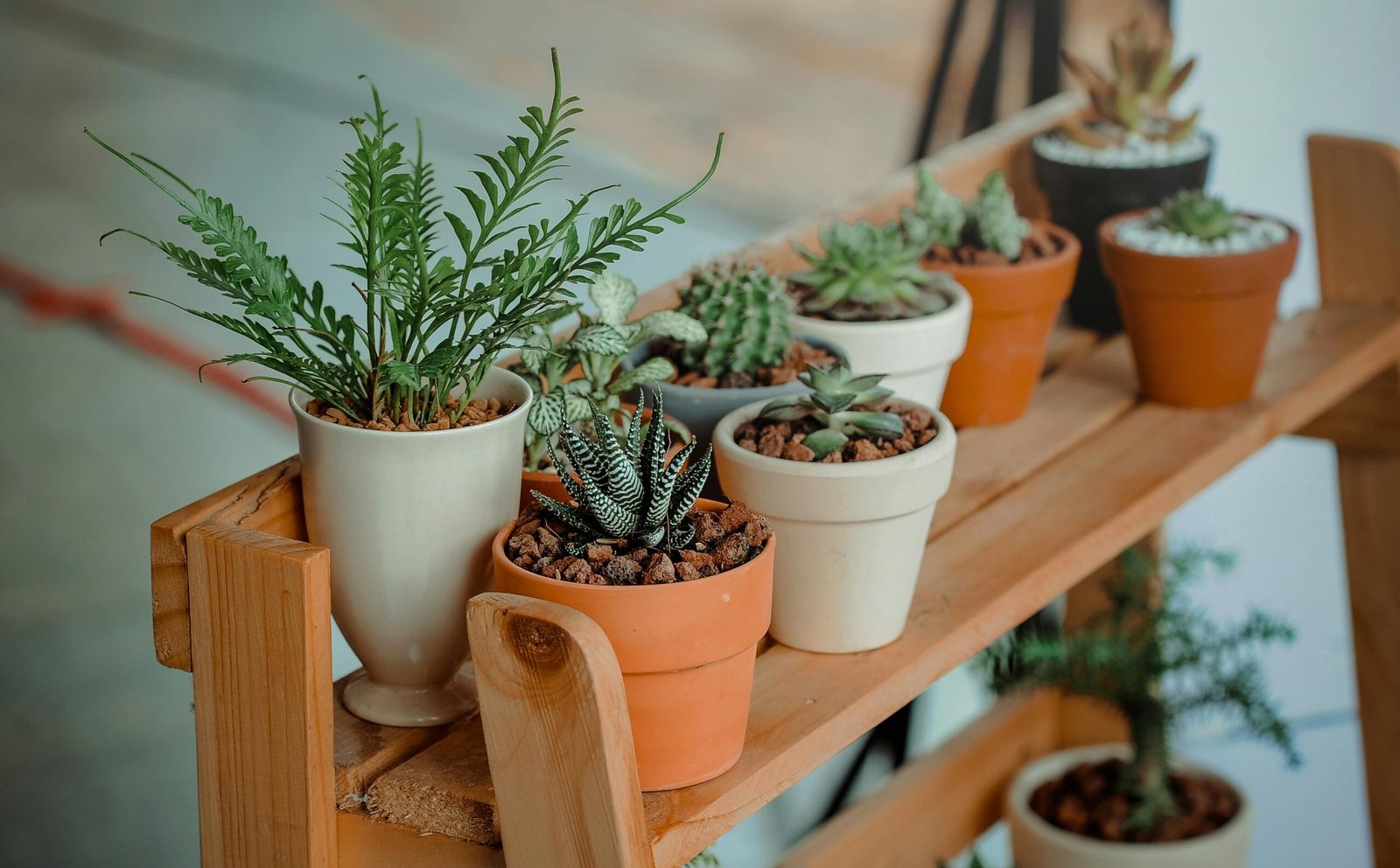 Best Plant Pots for Indoor Plants: Materials, Drainage & Style Guide