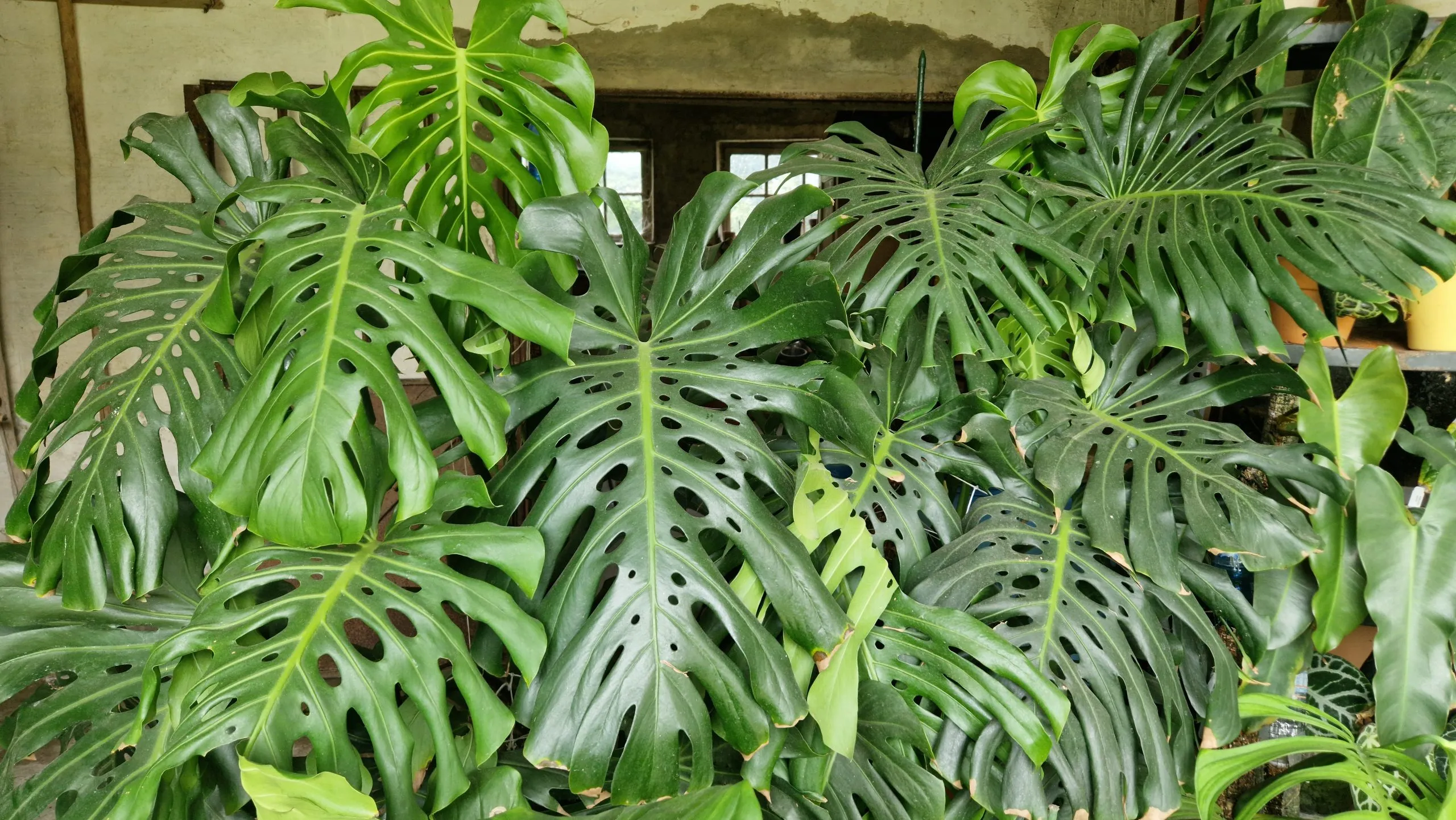 Monstera Plant Profile: Care, Growth, and Benefits