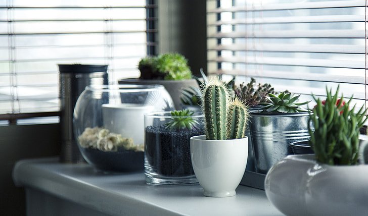 Top 7 Mistakes to Avoid When Using Pots for Indoor Plants