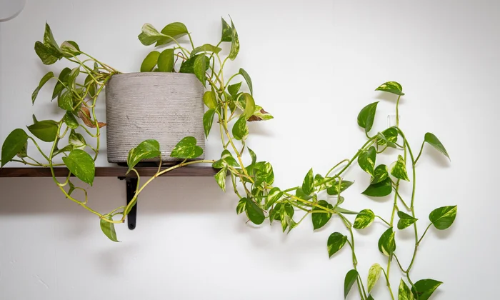 Common Houseplant Problems and Easy Fixes
