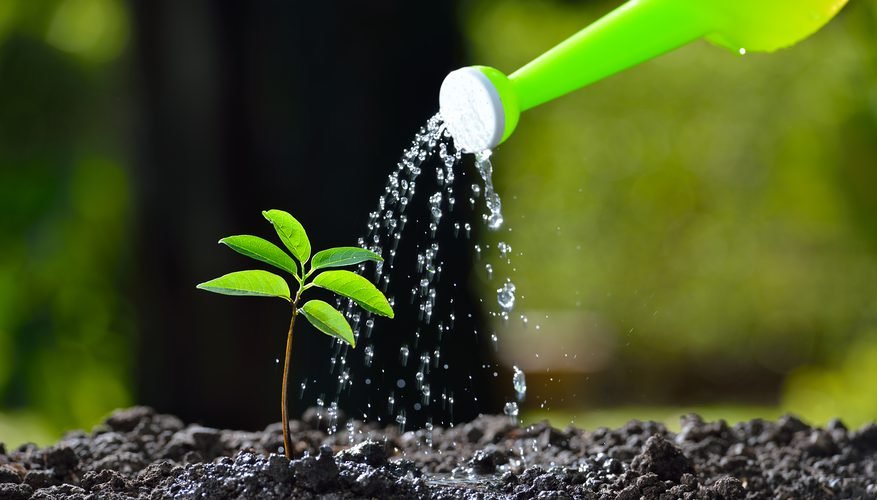 How to Tell What Your Plant Needs (Water, Light, or Nutrients)