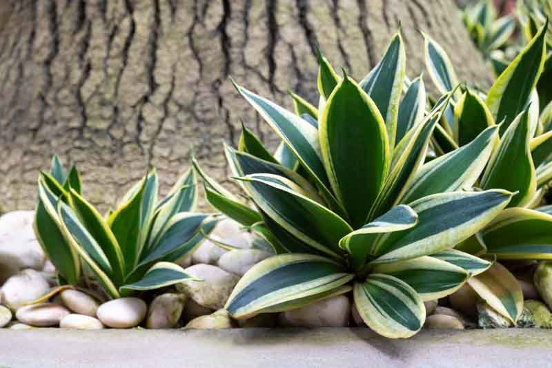Snake Plant Profile: Easy Care and Air-Purifying Benefits