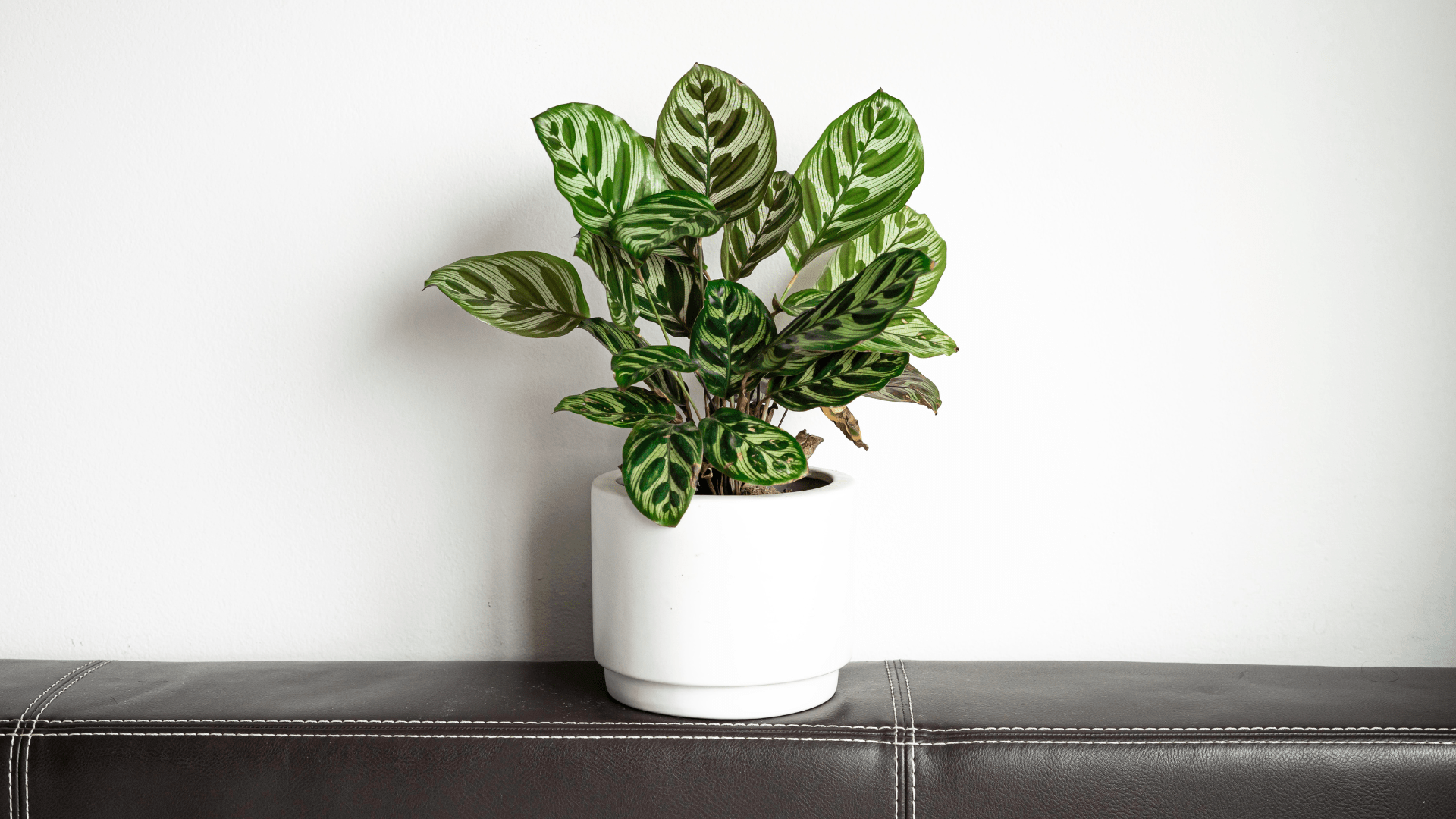 Indoor Plant Care Routine: Weekly Guide for Healthy Growth