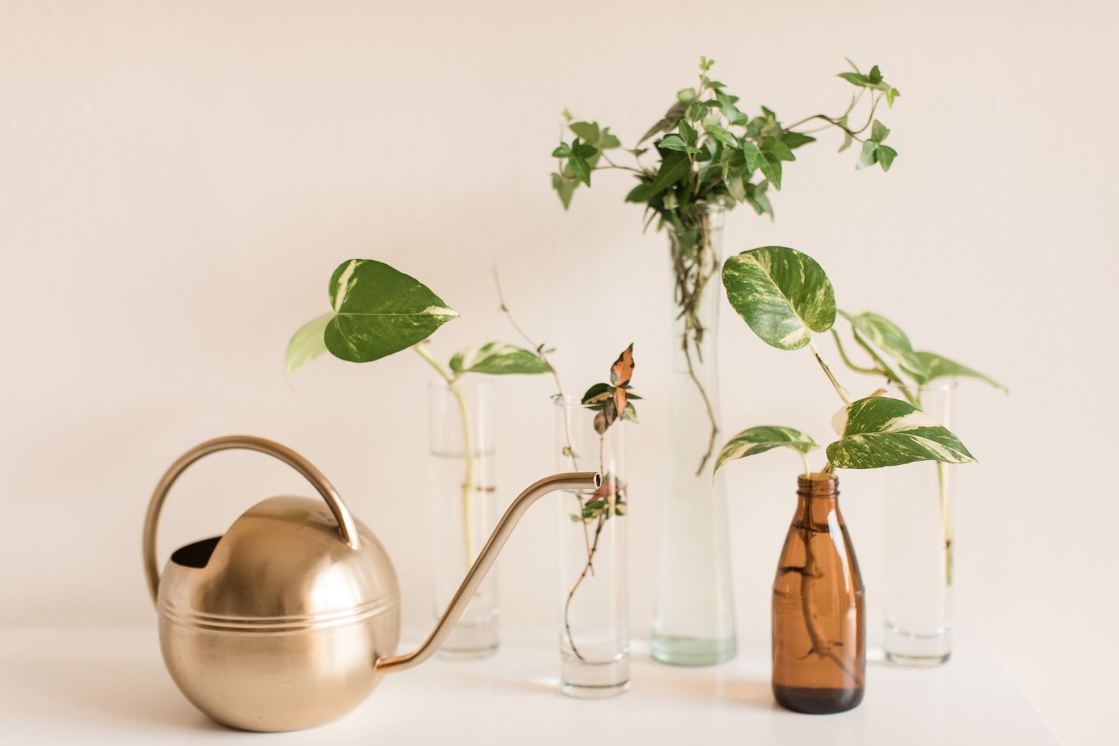Plant Propagation Guide: Simple Methods for Beginners