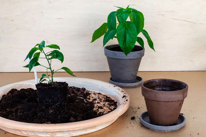 Plant Pot Drainage Guide: Prevent Root Rot Easily