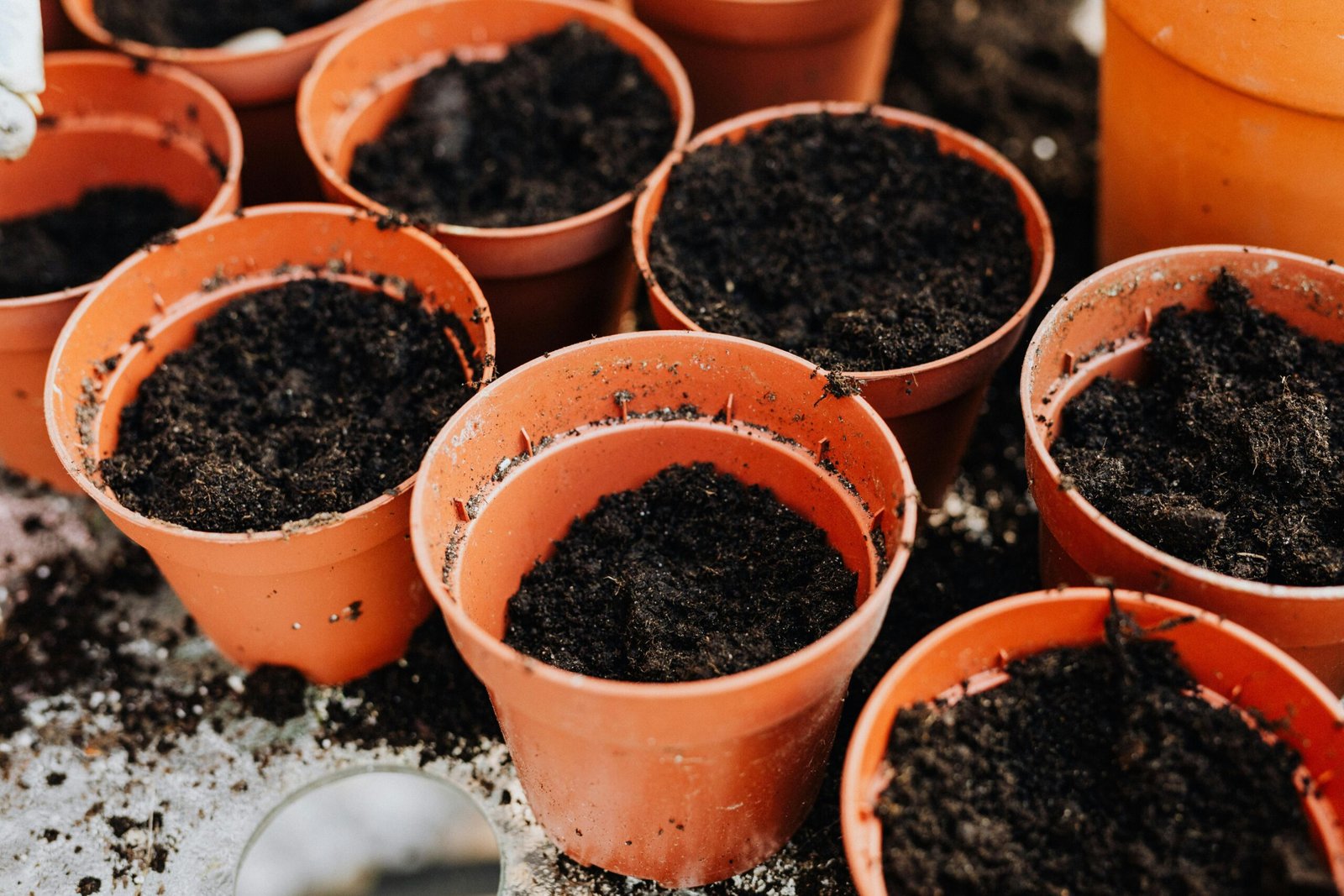 Terracotta vs Plastic Pots: Best Choice for Healthy Plants