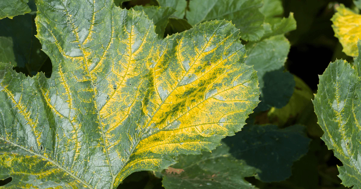 Why Plants Get Yellow Leaves & How to Treat Them