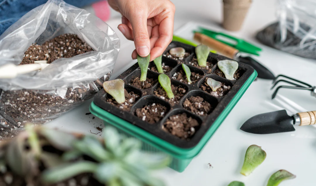 Air Layering Explained: The Best Propagation Method for Bigger Plants