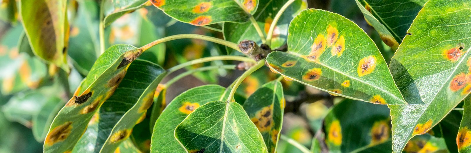 Black Spots on Leaves: Disease, Pests, or Water Damage?