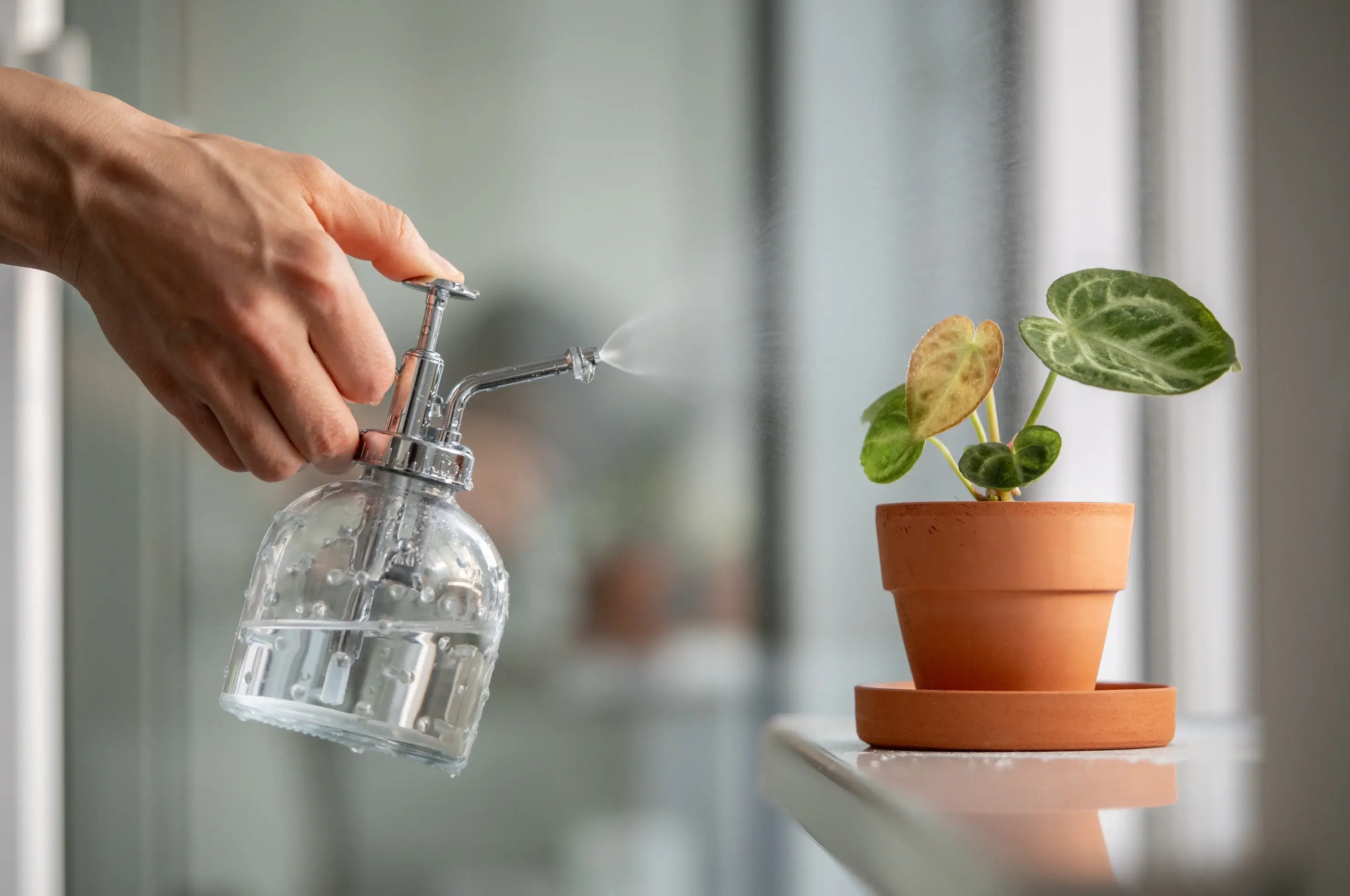 The Truth About Misting Houseplants: Does It Really Help?
