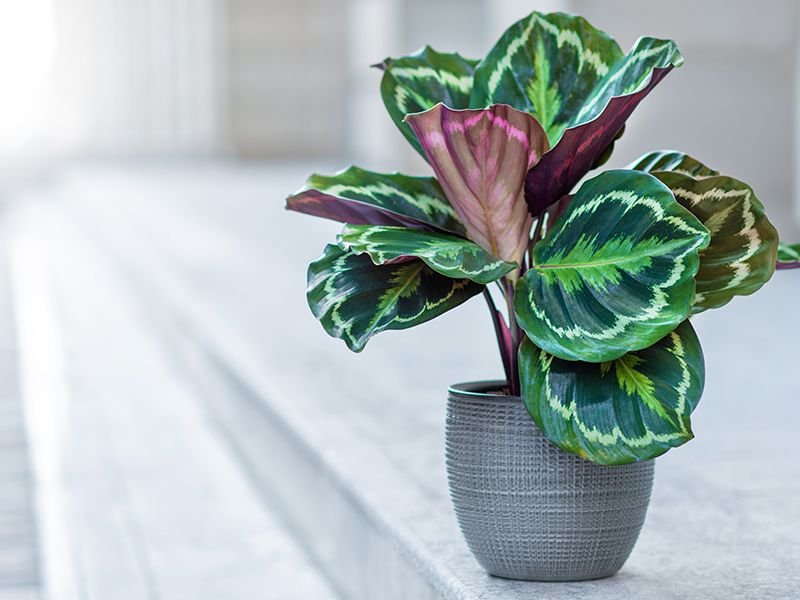 What I Learned Growing a Calathea in Dry Air