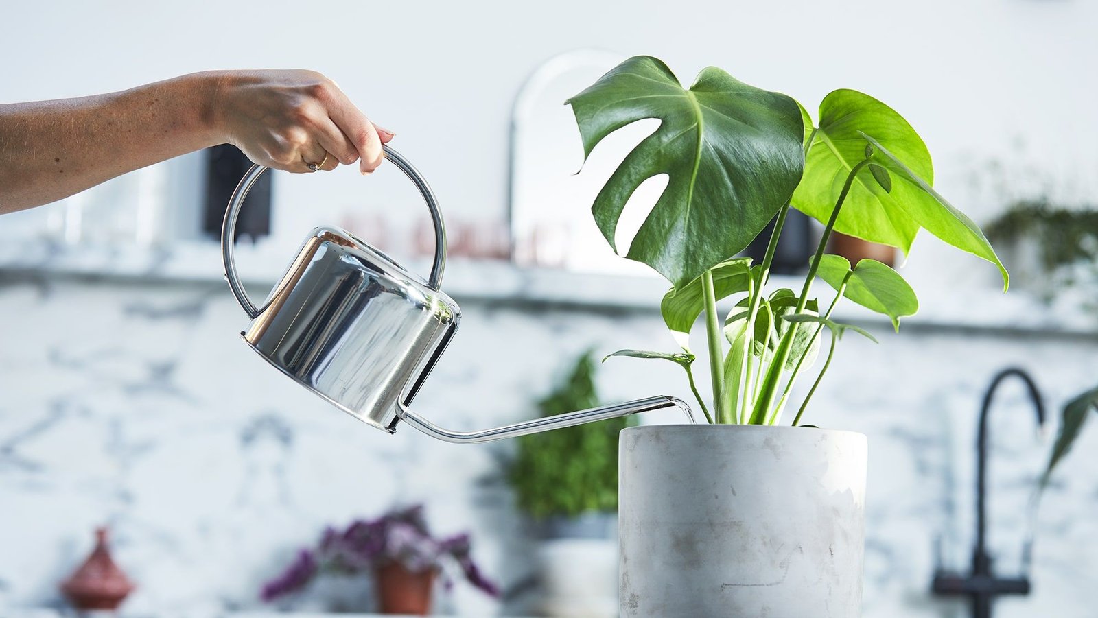 Why Some Houseplant Pots Stay Wet for Days